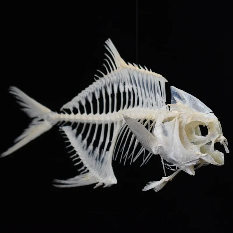 Art And Craft Science - 2021年ゴールデンポンフレット魚骨格樹脂製骨模型教育科学ディスプレイアートクラフトコレクション海洋生物学研究装飾品