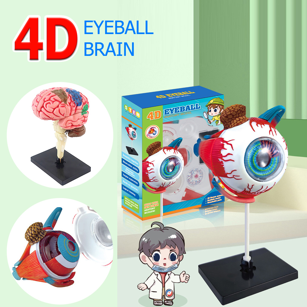 4d人間の眼球の解剖学モデル,工芸品の装飾品,日曜大工の組み - Art And Craft Science のレビューと価格