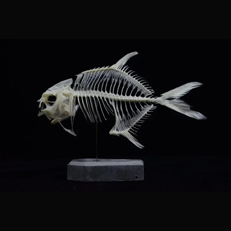 2021年ゴールデンポンフレット魚骨格樹脂製骨模型教育科学デ - Art And Craft Science のレビューと価格