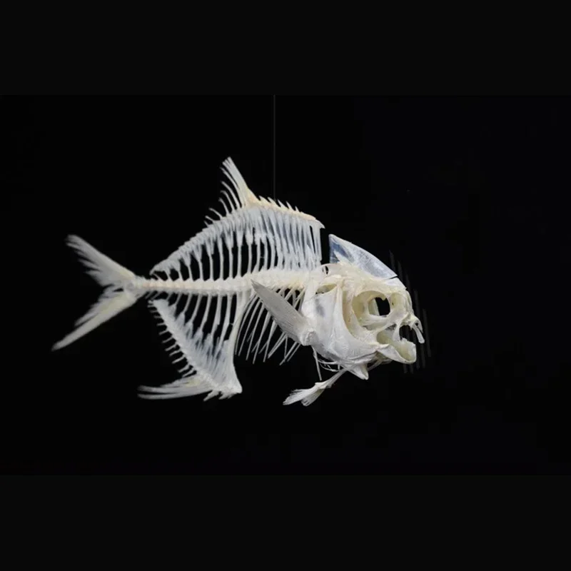 2021年ゴールデンポンフレット魚骨格樹脂製骨模型教育科学デ - Art And Craft Science のレビューと価格