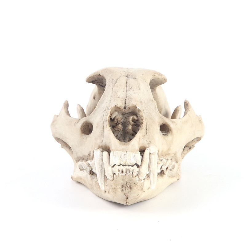 樹脂と頭蓋骨の彫刻,手作りの頭蓋骨,家の装飾,クリエイティブ - Art Craft Zoo のレビューと価格